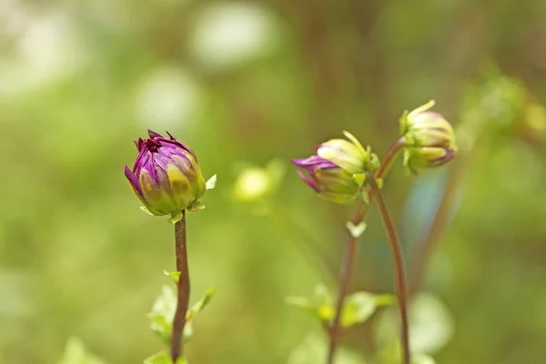 Flowers — Stock Photo, Image