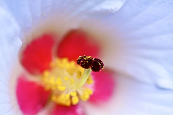 Blumen — Stockfoto