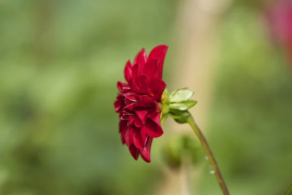 Flores —  Fotos de Stock