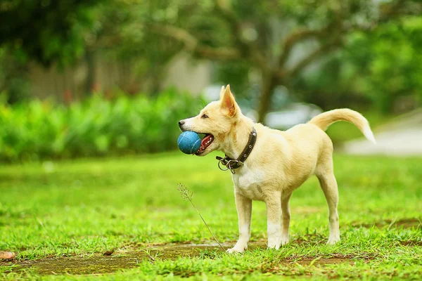 Cane in gioco — Foto Stock