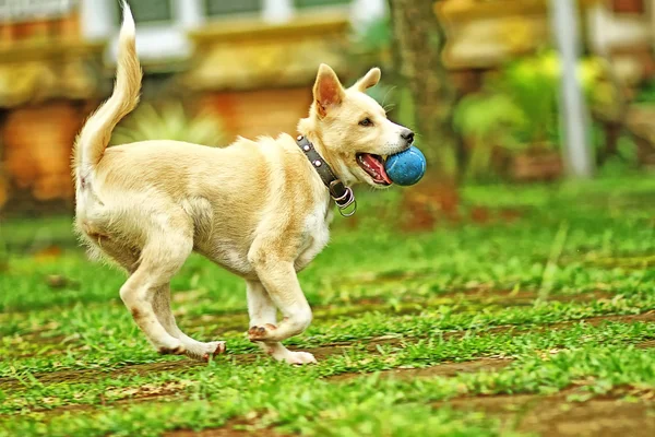 Dog at play — Stock Photo, Image