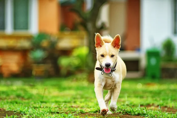 Hund på spela — Stockfoto