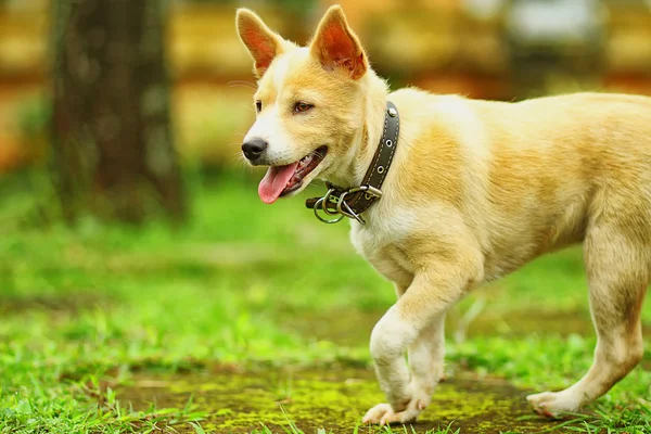 Hund på spela — Stockfoto