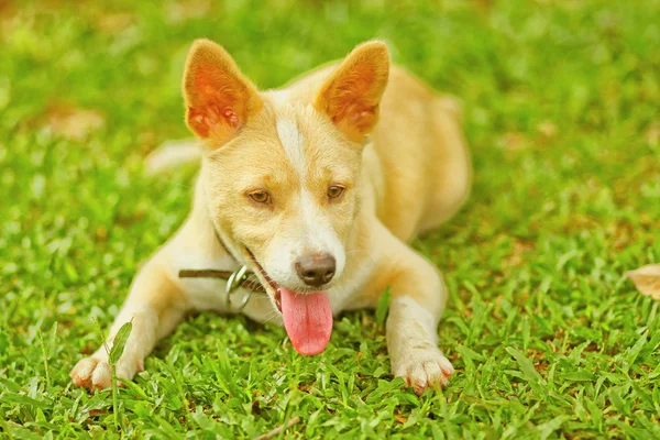 Hund på spela — Stockfoto