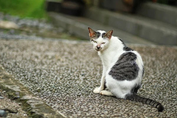 Cat in the garden — Stock Photo, Image