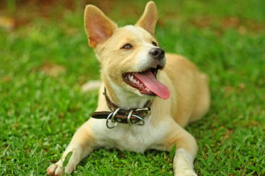 oynayan köpek