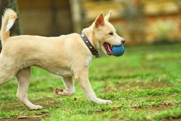 Hond in het spel — Stockfoto