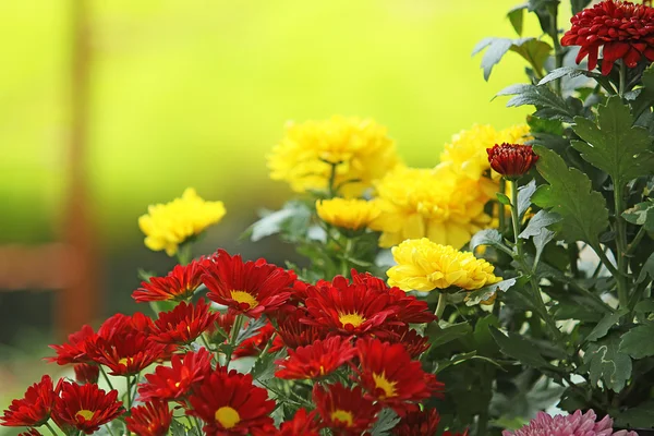 Flowers — Stock Photo, Image