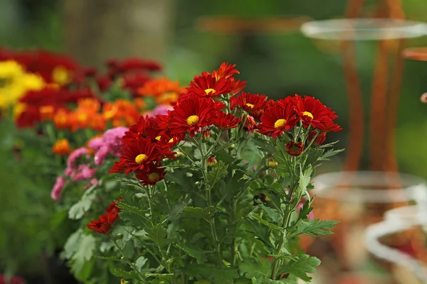 Flowers — Stock Photo, Image