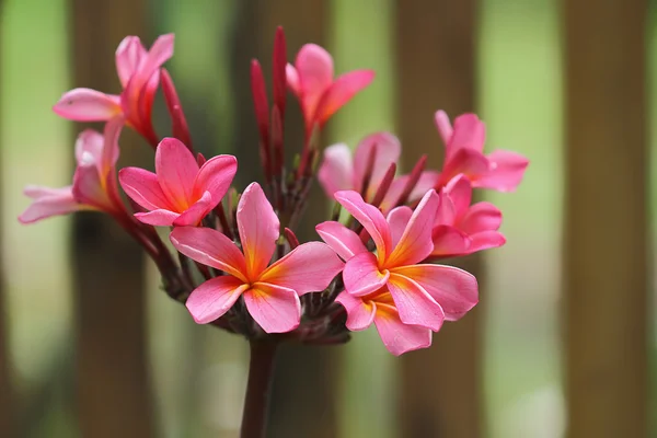 Tropische Blumen — Stockfoto