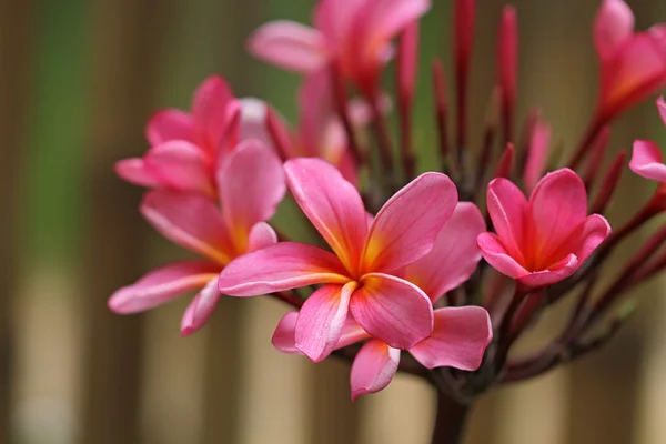 Tropische Blumen — Stockfoto