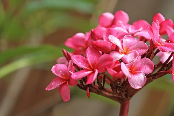 Tropiska blommor — Stockfoto