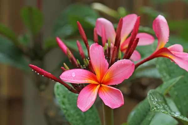 Tropische bloemen — Stockfoto