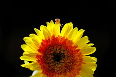 makro fotoğrafçılık