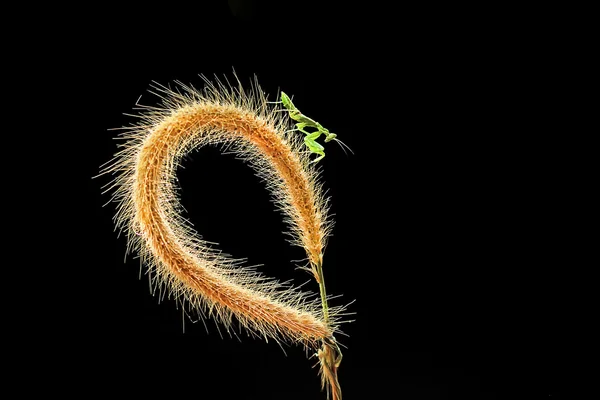 Makro fotografie — Stock fotografie