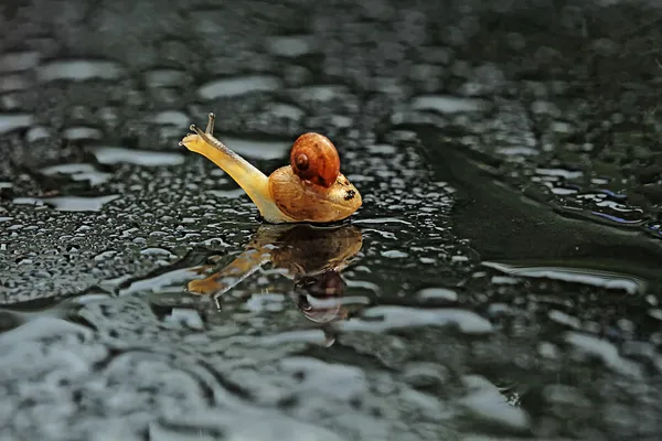 Macro fotografía — Foto de Stock