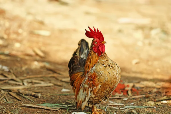 Levende kip — Stockfoto