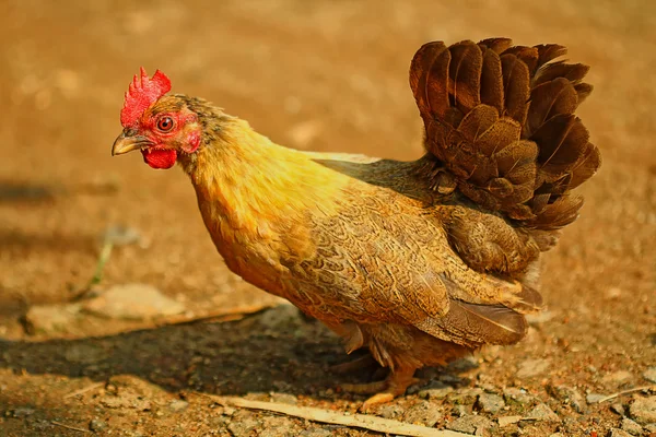 Live chicken — Stock Photo, Image