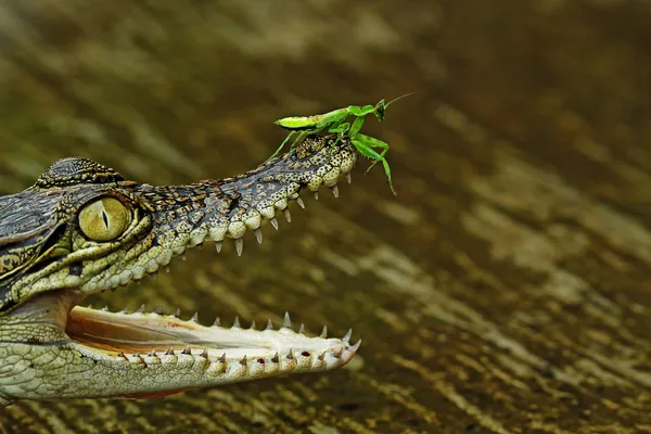 Macro photography — Stock Photo, Image