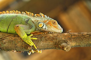 makro fotoğrafçılık