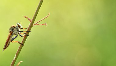 makro fotoğrafçılık