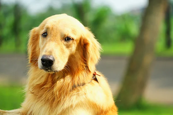 Cães — Fotografia de Stock