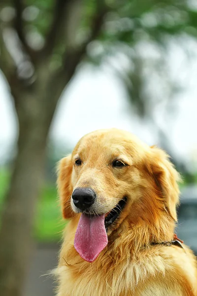 Köpekler
