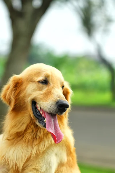 Köpekler