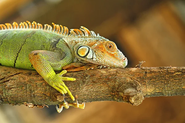 makro fotoğrafçılık