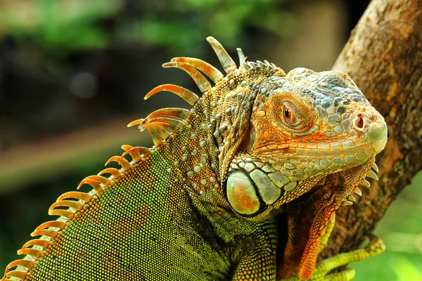 Macro fotografía — Foto de Stock