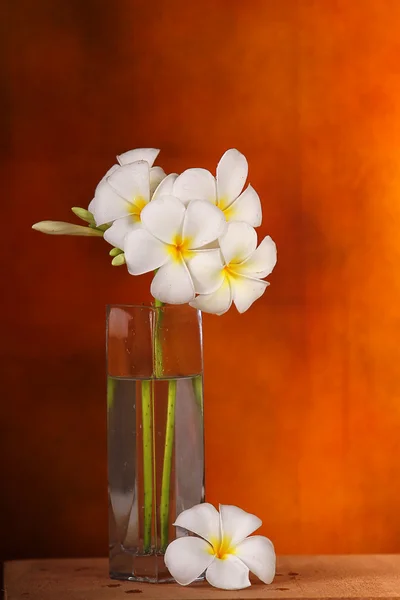 Bali blommor — Stockfoto