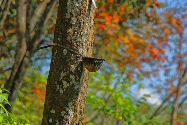 Árvore de borracha — Fotografia de Stock