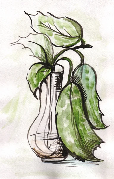 Rośliny w wazonie — Zdjęcie stockowe