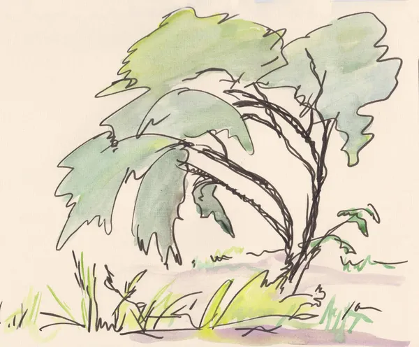 夏の孤独な柳 ペンと水彩で描く — ストック写真