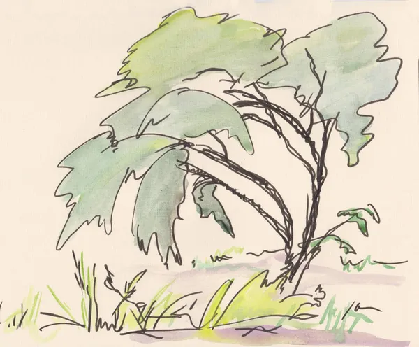 Lonely Willow Summer Drawing Pen Watercolor — Stock Photo, Image