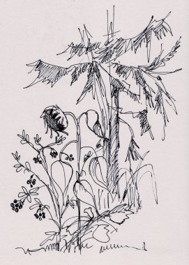 Ladin 'in arka planında ayçiçeği, siyah beyaz resim