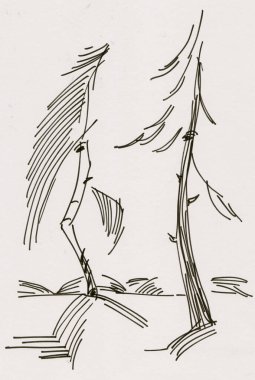 huş ağacı ve ladin sohbeti, siyah ve beyaz resim