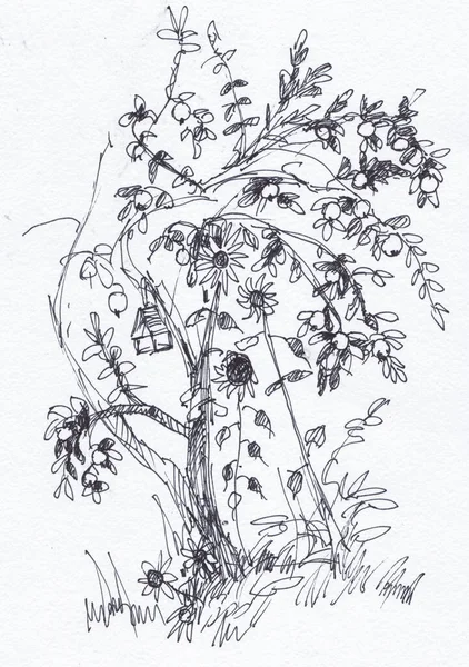 Siyah Beyaz Resim Yaprak Ağacı Ayçiçeği Ağustosta - Stok İmaj