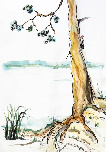 Osamělá Borovice Břehu Jezera Akvarel — Stock fotografie