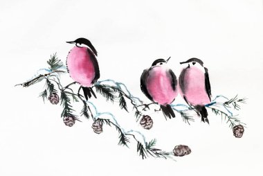 Bullfinches on pine branches, winter, watercolor drawing clipart