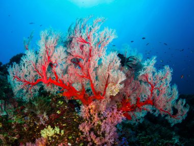 Kırmızı yumuşak mercanlar