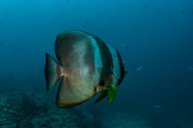 Batfish