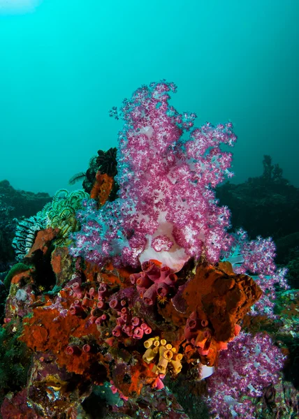 Coral blando — Foto de Stock