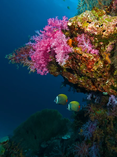 Coral blando — Foto de Stock