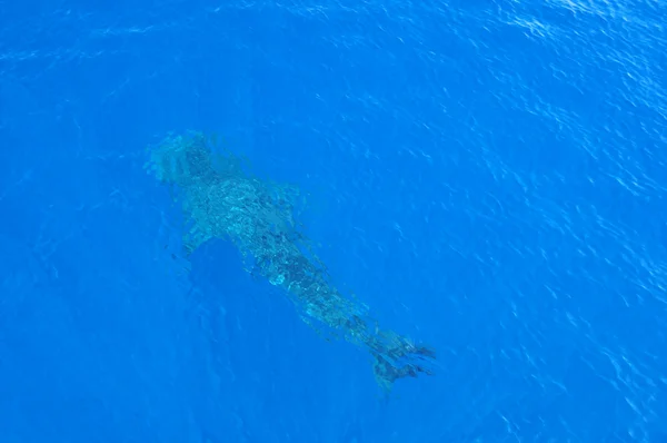 Tiburón ballena — Foto de Stock