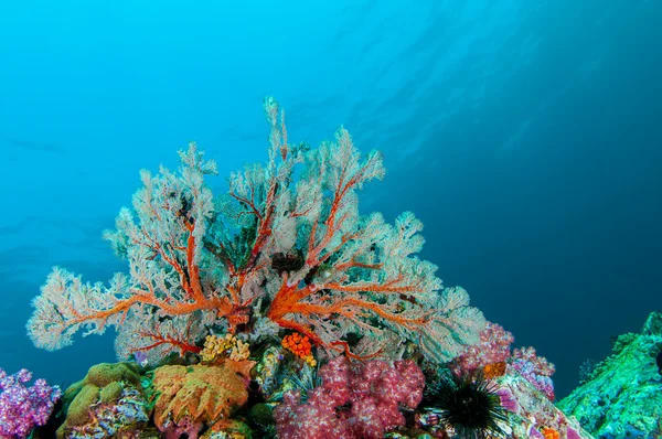 Coral mole — Fotografia de Stock