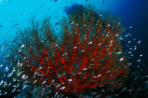Мягкие кораллы — стоковое фото