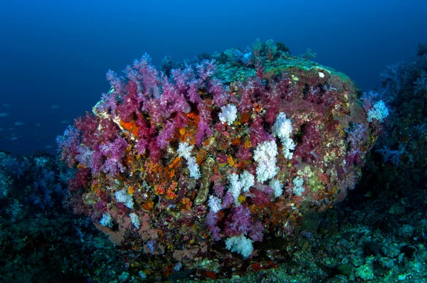 Coral blando — Foto de Stock