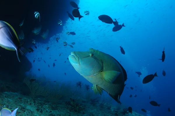 ナポレオンの魚 — ストック写真