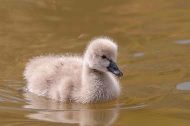 Bebek Kuğu